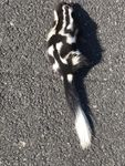 Zorrilo de espalda blanca norte&ntilde;o / Hog-nosed skunk (Conepatus leuconotus)