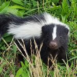 Zorrilo de espalda blanca norte&ntilde;o / Hog-nosed skunk (Conepatus leuconotus)
