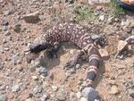 Zorrilo de espalda blanca norte&ntilde;o / Hog-nosed skunk (Conepatus leuconotus)