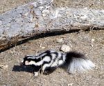 Zorrilo de espalda blanca norte&ntilde;o / Hog-nosed skunk (Conepatus leuconotus)