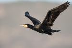 Ornitología Iniciación a la - SEO Birdlife