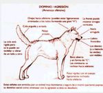 Trabajo Fin de Grado en Veterinaria - La serotonina y la agresividad en perros. Serotonin and aggressiveness in dogs - Universidad de Zaragoza