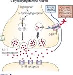 Trabajo Fin de Grado en Veterinaria - La serotonina y la agresividad en perros. Serotonin and aggressiveness in dogs - Universidad de Zaragoza
