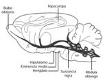 Trabajo Fin de Grado en Veterinaria - La serotonina y la agresividad en perros. Serotonin and aggressiveness in dogs - Universidad de Zaragoza