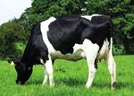 Catalogo de Toros 2020 - Juan Debernardi