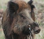 Pandemias y biodiversidad - Fernando Valladares