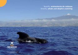 Tenerife, avistamiento de cet&aacute;ceos Tenerife, whale and dolphin watching