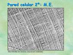 LA MEMBRANA PLASM&Aacute;TICA - Es una envoltura continua, fina y flexible, de unos 6 a 10 nm de grosor, que rodea a la c&eacute;lula, separ&aacute;ndo su interior del ...