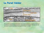 LA MEMBRANA PLASM&Aacute;TICA - Es una envoltura continua, fina y flexible, de unos 6 a 10 nm de grosor, que rodea a la c&eacute;lula, separ&aacute;ndo su interior del ...