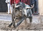 CASTEllón Magdalena 2019 - Feria de la - Plaza de toros de Castellón