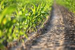 BOLET&Iacute;N AGROCLIM&Aacute;TICO NACIONAL - FEBRERO 2020. ORIENTADO A LOS CULTIVOS: MA&Iacute;Z Y FRIJOL - Insivumeh