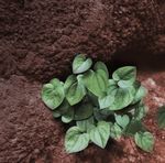 CONSERVACIÓN VEGETAL BOLETÍN DE LA 2 5ANIVERSARIO - SEBICOP