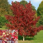 Los cambios que producen las estaciones en &aacute;rboles y arbustos de Pujato -Argentina