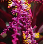 Mi - Orgullo "Ser Consultora Natura es un desafío nuevo cada día." - revistanaturadigital.com