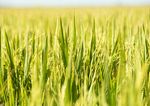 2020 Reporte de Sustentabilidad - Anexo