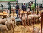 Periódico Local - Ayuntamiento de Cabeza del Buey