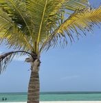 PASSENGER NUMBER 1000 BETWEEN COZUMEL AND PL AYA DEL CARMEN