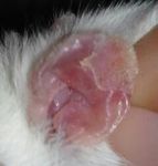 Modelo experimental de queratosis act&iacute;nica por exposici&oacute;n a radiaci&oacute;n ultravioleta A