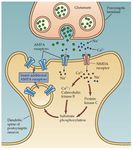 Neurofisiología del aprendizaje y la memoria. Plasticidad Neuronal