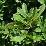 Catálogo de especies de árboles - Invierno 2022 Magnolia estrella - Root Nashville
