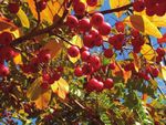 Catálogo de especies de árboles - Invierno 2022 Magnolia estrella - Root Nashville