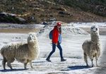 PERFIL DEL TURISTA Turismo en Cifras - PromPer&uacute;