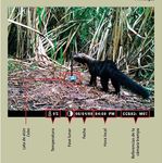 YUNGAS PAISAJES PRODUCTIVOS PROTEGIDOS DE LAS - Monitoreo con C&aacute;maras Autom&aacute;ticas - Ediciones del Subtr&oacute;pico