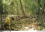 YUNGAS PAISAJES PRODUCTIVOS PROTEGIDOS DE LAS - Monitoreo con C&aacute;maras Autom&aacute;ticas - Ediciones del Subtr&oacute;pico