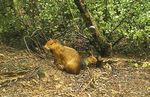 YUNGAS PAISAJES PRODUCTIVOS PROTEGIDOS DE LAS - Monitoreo con C&aacute;maras Autom&aacute;ticas - Ediciones del Subtr&oacute;pico