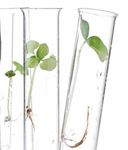La biotecnología y las plantas medicinales - Revista Ciencia