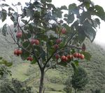 TEÓRICO-PRÁCTICO Nº 1 - Botánica Sistemática Agrícola CICLO LECTIVO 2021 Docentes: Dra. Mariela Fabbroni Ing. Mirta Quiroga Ing. Víctor Aquino ...