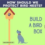 Cómo debemos proteger los nidos de las aves? - Club ...