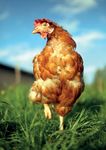 BIENESTAR ANIMAL Y ETIQUETADO DE ALIMENTOS: INICIO DE LA TRANSICI&Oacute;N MEDIANTE INFORMACI&Oacute;N DE ALTA CALIDAD AL CONSUMIDOR