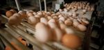 BIENESTAR ANIMAL Y ETIQUETADO DE ALIMENTOS: INICIO DE LA TRANSICI&Oacute;N MEDIANTE INFORMACI&Oacute;N DE ALTA CALIDAD AL CONSUMIDOR
