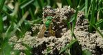 Prácticas de jardinería y paisajismo para anidación de abejas nativas
