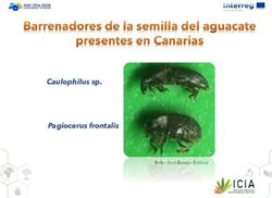 Caulophilus sp. Pagiocerus frontalis - Foto: Jos&eacute; Ram&oacute;n Est&eacute;vez - Cuarentagri