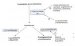 Metabolismo del Acido Araquid&oacute;nico - R3 AIC Dra.Adela S.Amaya Mej&iacute;a 16/05/2012