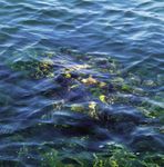 2010 Biodiversity Biodiversidad 2010 Premios a la Conservaci&oacute;n de la - Biophilia