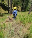 LOS RESULTADOS DE IMPACTO DEL PROGRAMA - TEN BILLION TREES TSUNAMI EN PAKISTAN