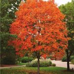 Catálogo de especies de árbol - Invierno del 2021 Redbud Sweetbay Magnolia (Magnolia Virginiana) - Root Nashville