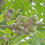 Catálogo de especies de árbol - Invierno del 2021 Redbud Sweetbay Magnolia (Magnolia Virginiana) - Root Nashville