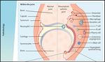 Artritis Reumatoidea Monograf&iacute;a sobre - Centro de Estudios Osteop&aacute;ticos de Buenos Aires - Centro de estudios ...