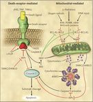 PROCESAMIENTO DE LAS LESIONES DEL ADN: REPARACION Y MUTAGENESIS. RESPUESTA ADAPTATIVA