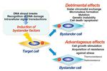 PROCESAMIENTO DE LAS LESIONES DEL ADN: REPARACION Y MUTAGENESIS. RESPUESTA ADAPTATIVA