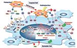 PROCESAMIENTO DE LAS LESIONES DEL ADN: REPARACION Y MUTAGENESIS. RESPUESTA ADAPTATIVA