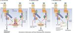 PROCESAMIENTO DE LAS LESIONES DEL ADN: REPARACION Y MUTAGENESIS. RESPUESTA ADAPTATIVA
