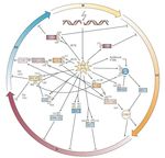 PROCESAMIENTO DE LAS LESIONES DEL ADN: REPARACION Y MUTAGENESIS. RESPUESTA ADAPTATIVA