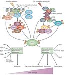 PROCESAMIENTO DE LAS LESIONES DEL ADN: REPARACION Y MUTAGENESIS. RESPUESTA ADAPTATIVA