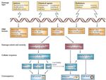 PROCESAMIENTO DE LAS LESIONES DEL ADN: REPARACION Y MUTAGENESIS. RESPUESTA ADAPTATIVA