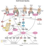 PROCESAMIENTO DE LAS LESIONES DEL ADN: REPARACION Y MUTAGENESIS. RESPUESTA ADAPTATIVA